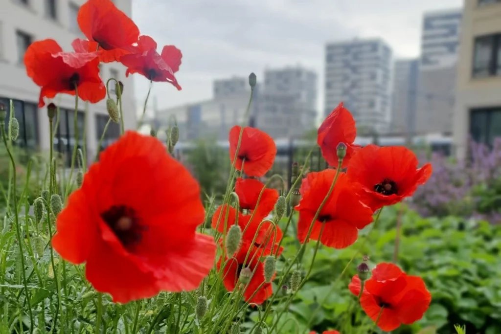 Ateliers biodiversité en ville - Samecause