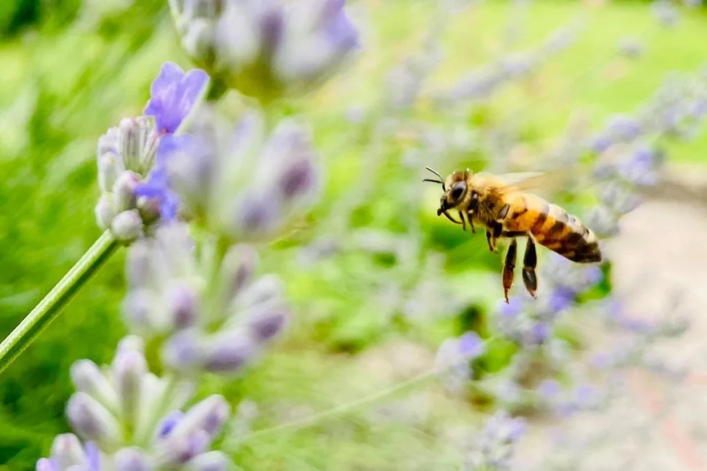 Ateliers biodiversité en ville - Samecause