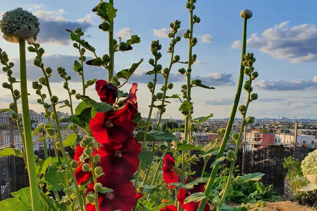 Ateliers biodiversité en ville - Samecause