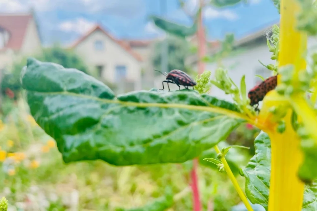 Ateliers biodiversité en ville - Samecause