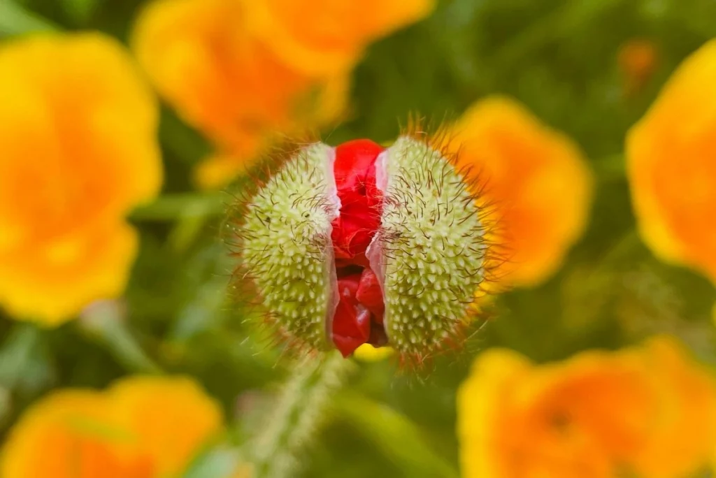 Ateliers biodiversité en ville - Samecause