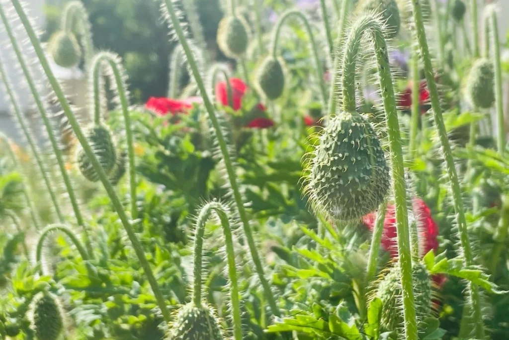 Ateliers biodiversité en ville - Samecause