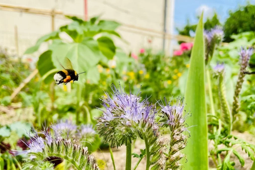 Ateliers biodiversité en ville - Samecause